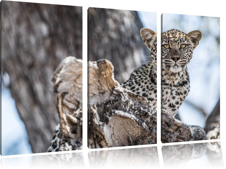Pixxprint Neugieriges Leopardjunges auf Baum 3-Teiler Leinwandbild 120x80 Bild auf Leinwand