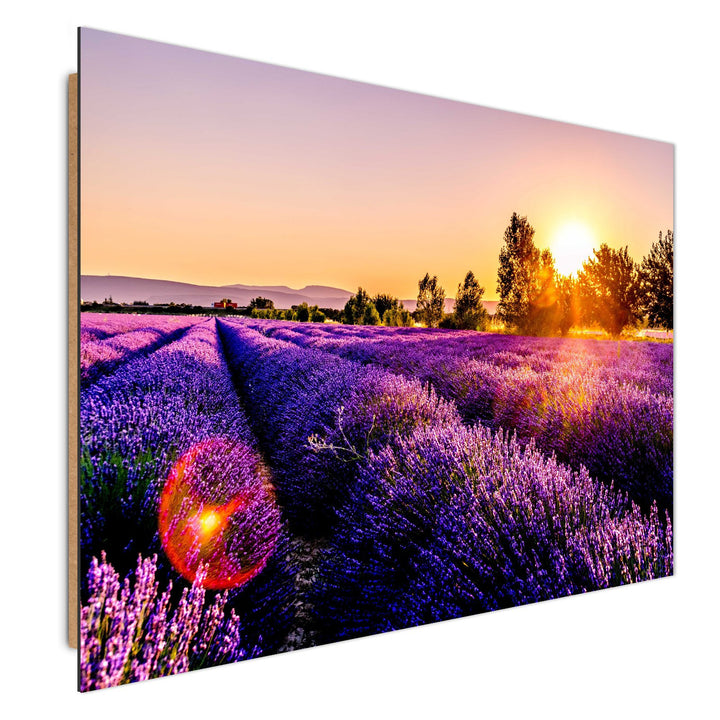 Feeby. Wandbilder - 1 Teilig- 50x70 cm - Bilder Kunstdrucke Deko Panel, Wiese, Lavendel, Natur, VIOL
