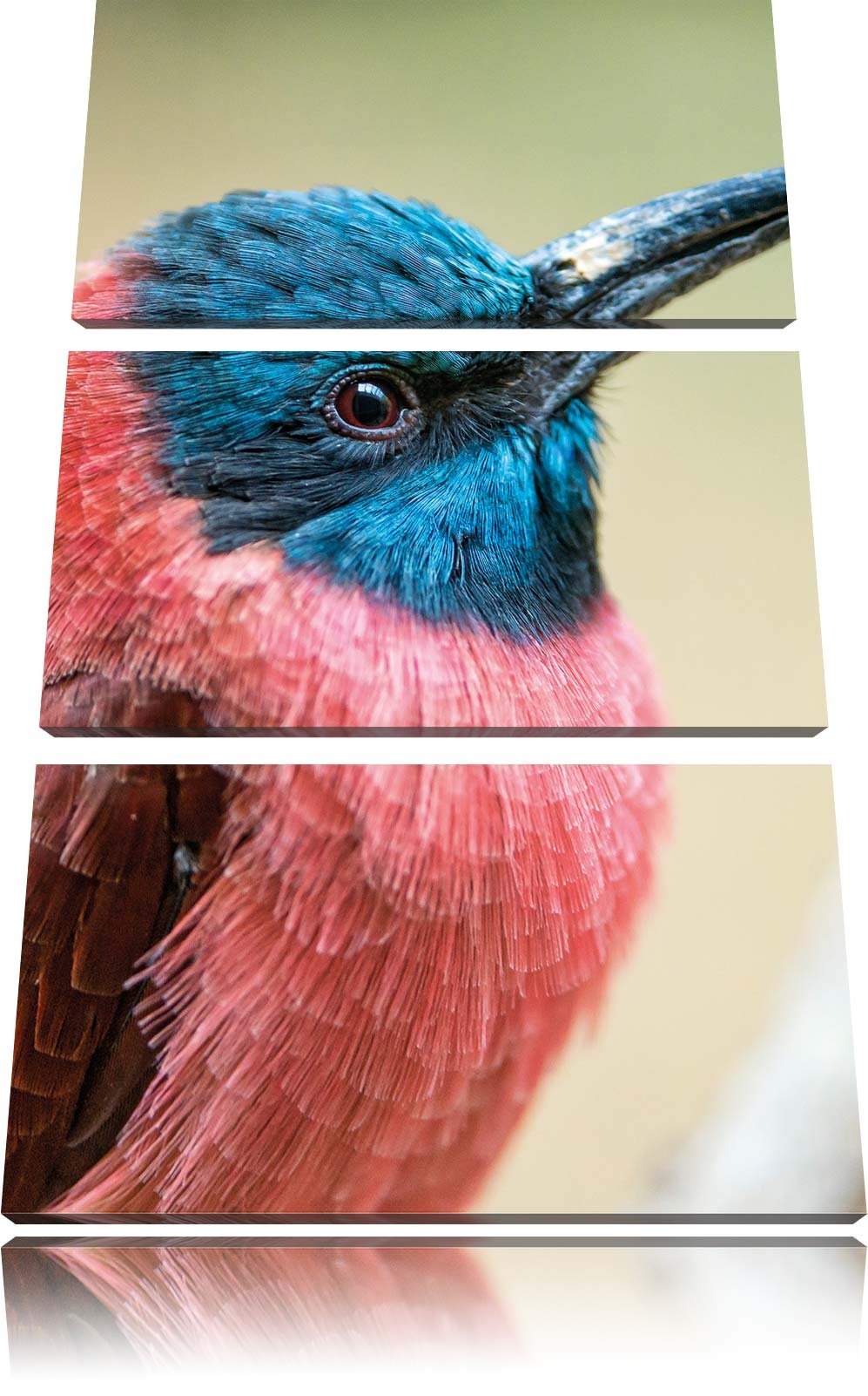 Pixxprint Kleiner tropischer Vogel als Leinwandbild/Grösse: 3 Teilig (120x80) cm/Wandbild/Kunstdruck