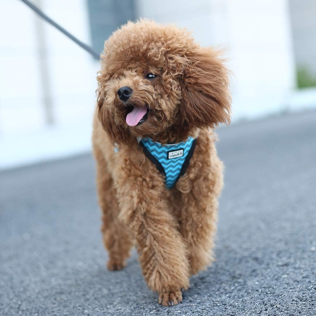 Suredoo Hundegeschirr mit Leine, Anti Zug Geschirr Reflektierend Brustgeschirr für Kleine Hunde, Hau