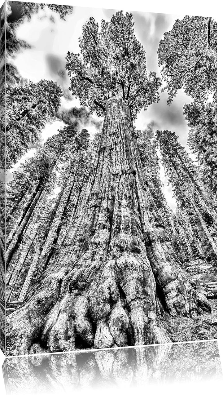 Pixxprint Monocrome, Wald Riesenbaum Regenwald Nebel, Format: 100x70 auf Leinwand, XXL riesige Bilde