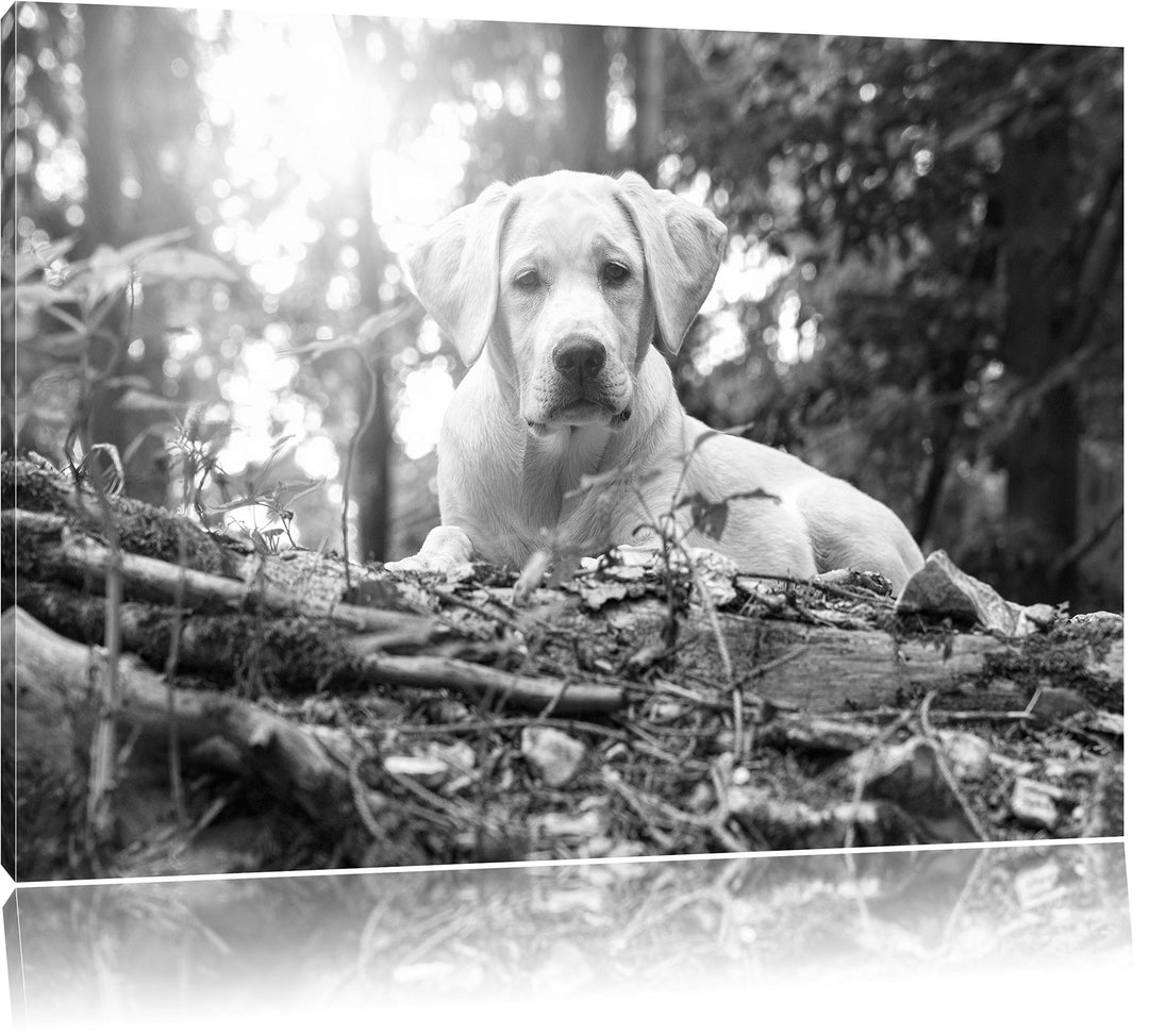 Pixxprint Hund im Wald bei Sonneuntergang / 100x70cm Leinwandbild bespannt auf Holzrahmen/Wandbild K