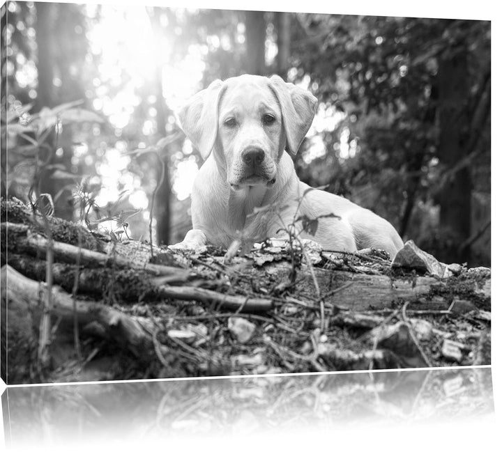 Pixxprint Hund im Wald bei Sonneuntergang / 100x70cm Leinwandbild bespannt auf Holzrahmen/Wandbild K