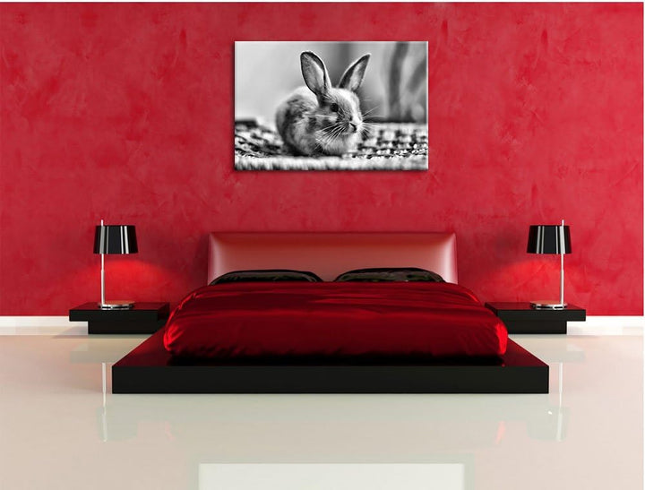 Pixxprint Monocrome, Süsses Kaninchen, Format: 100x70 auf Leinwand, 100x70