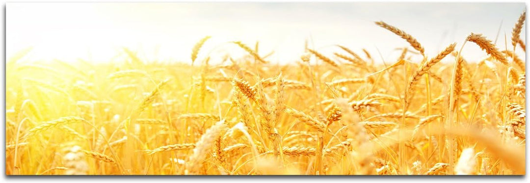 Augenblicke Wandbilder Keilrahmenbild Wandbild 150x50cm Kornfeld Herbst Sonnenstrahlen