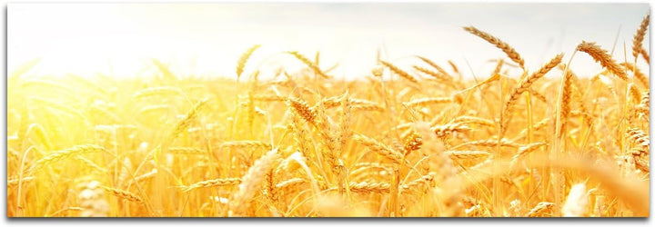 Augenblicke Wandbilder Keilrahmenbild Wandbild 150x50cm Kornfeld Herbst Sonnenstrahlen
