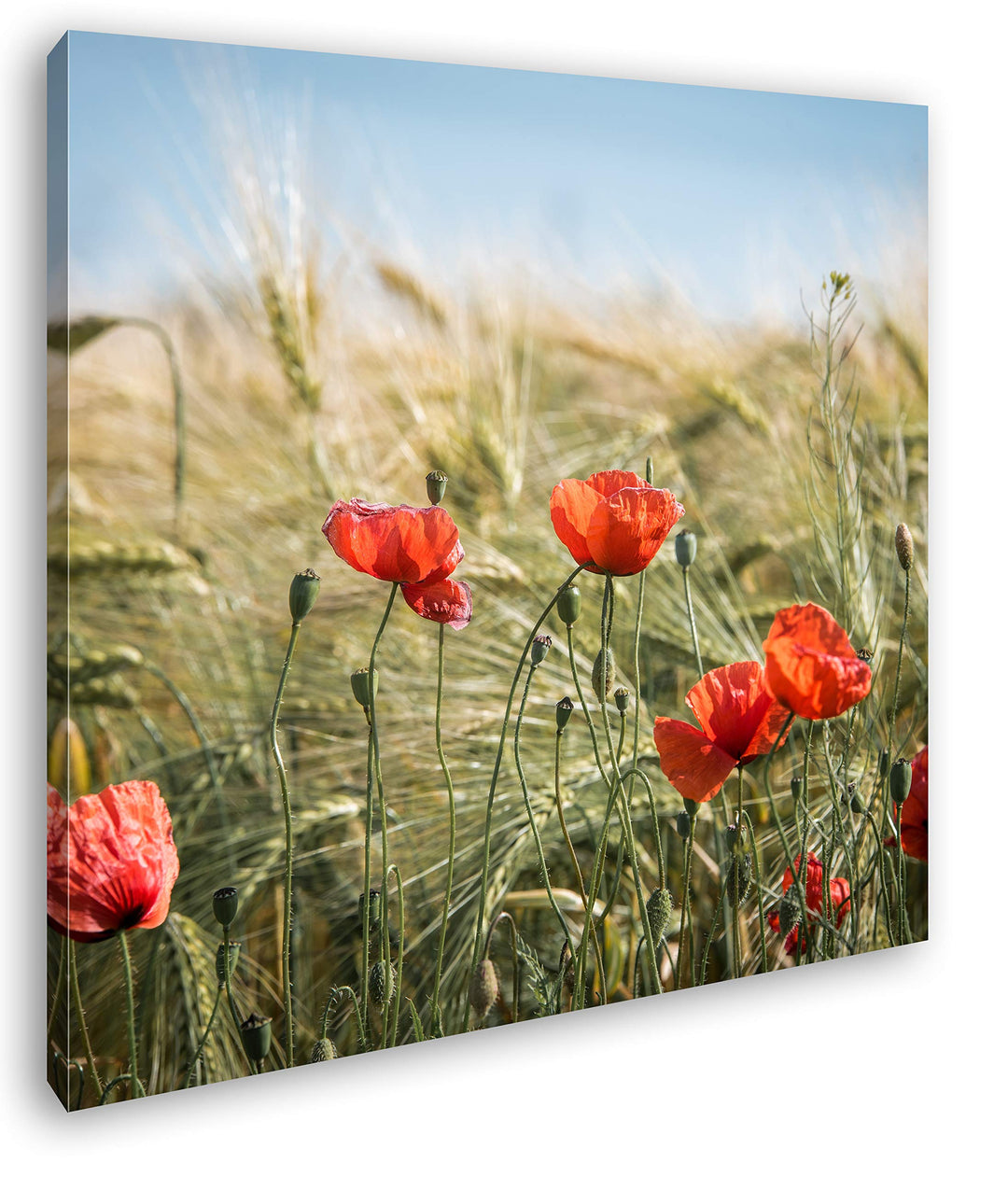 deyoli zarte Mohnblumen im Getreidefeld Format: 70x70 als Leinwand, Motiv fertig gerahmt auf Echthol