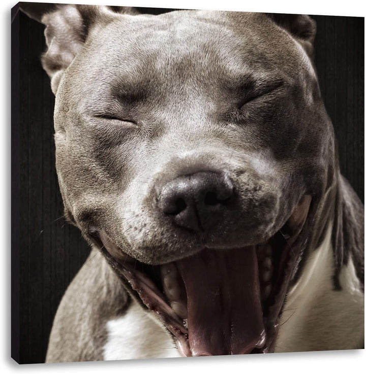 Lachender Pitbull, Format: 70x70 auf Leinwand, XXL riesige Bilder fertig gerahmt mit Keilrahmen, Kun