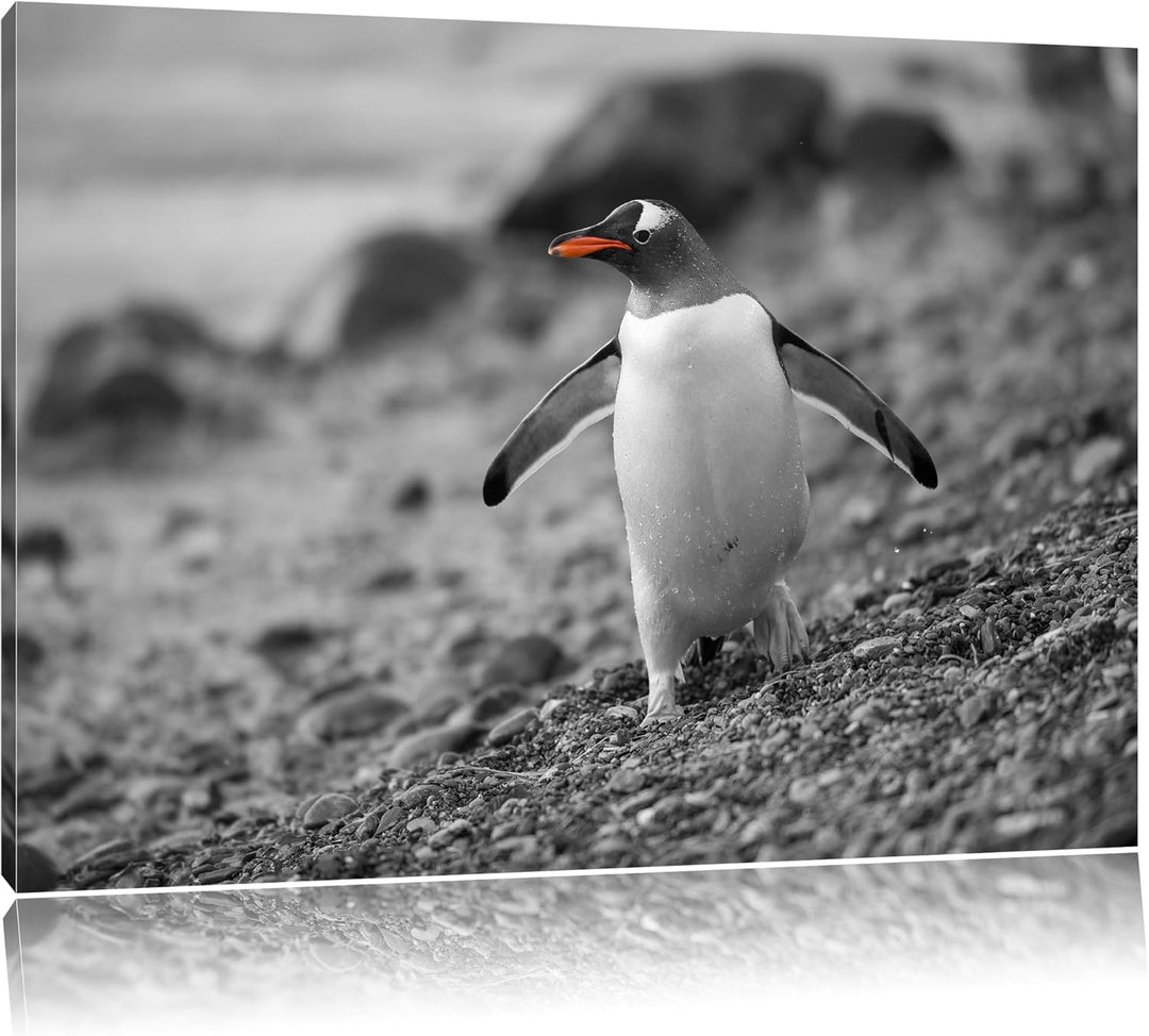 süsser Pinguin am Steinstrand schwarz/weiss Format: 100x70 auf Leinwand, XXL riesige Bilder fertig g