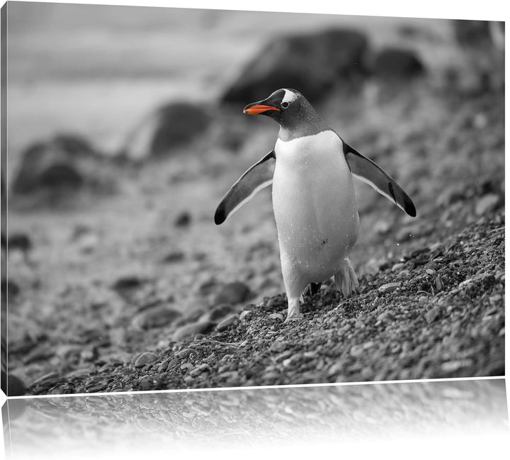 süsser Pinguin am Steinstrand schwarz/weiss Format: 100x70 auf Leinwand, XXL riesige Bilder fertig g