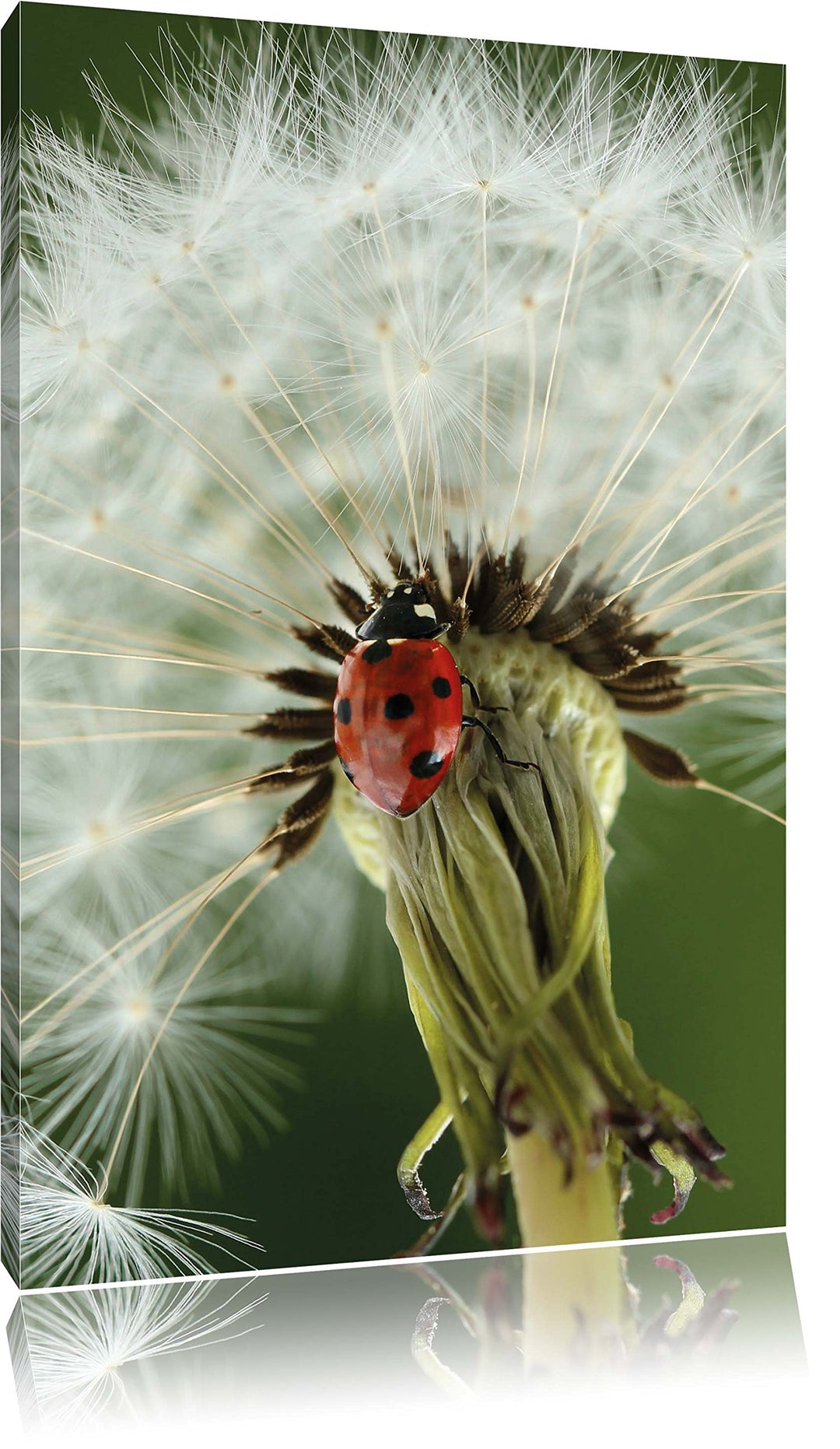 Pixxprint Marienkäfer auf Pusteblume / 100x70cm Leinwandbild bespannt auf Holzrahmen/Wandbild Kunstd