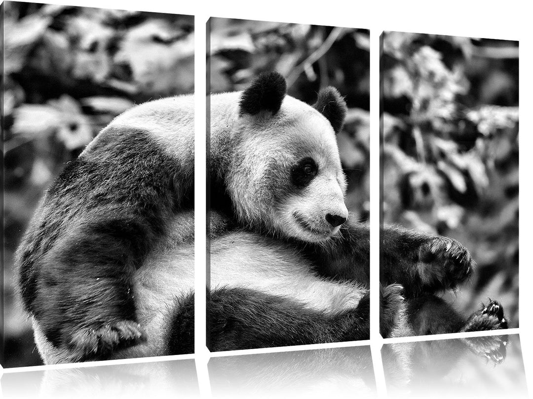 Pixxprint Monocrome, niedlicher Pandabär 3-Teiler Leinwandbild 120x80 Bild auf Leinwand