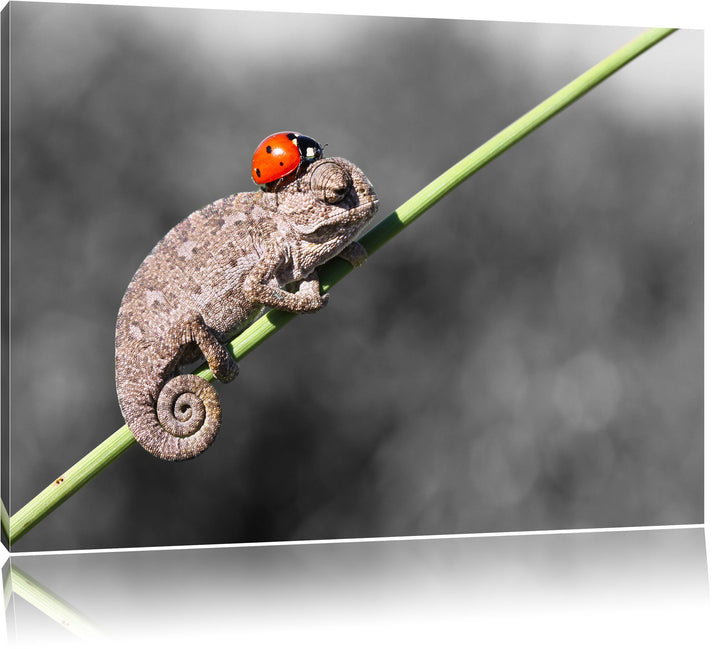 Pixxprint Süsser Gecko mit einem Marienkäfer als Leinwandbild/Grösse: 100x70 cm/Wandbild/Kunstdruck/