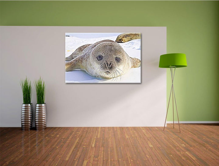 Süsses Robben Baby Deluxe Format: 100x70 cm auf Leinwand, XXL riesige Bilder fertig gerahmt mit Keil