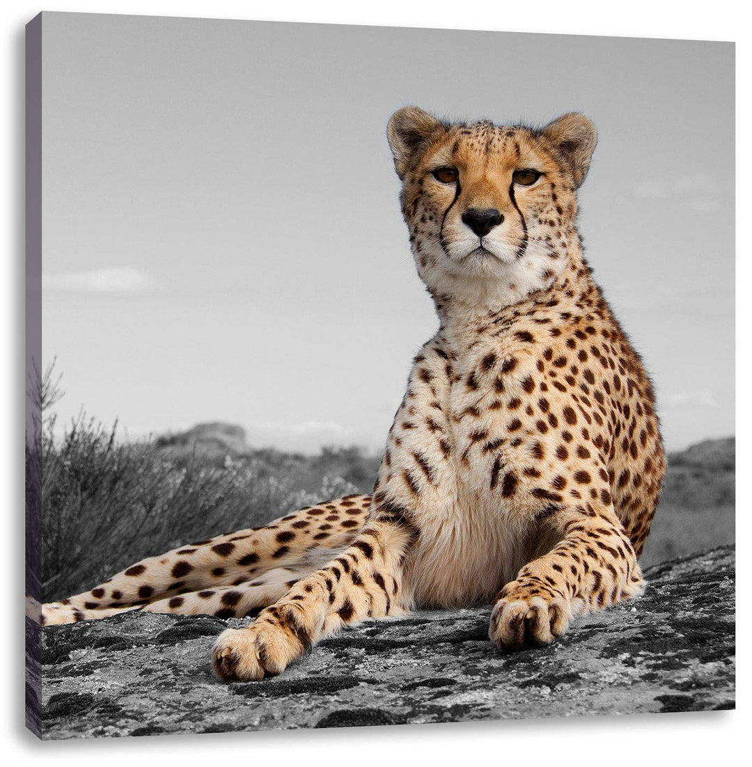 Pixxprint prächtiger Gepard in Savanne als Leinwandbild/Grösse: 70x70 cm/Wandbild/Kunstdruck/fertig