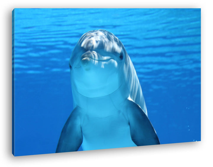 deyoli entzückender Delphin Format: 80x60 als Leinwandbild, Motiv fertig gerahmt auf Echtholzrahmen,
