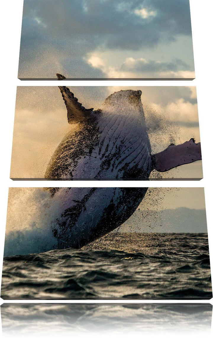 Pixxprint Buckelwale Kanada als Leinwandbild/Grösse: 3 Teilig (120x80) cm/Wandbild/Kunstdruck/fertig