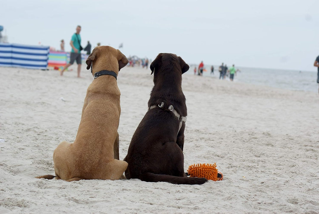 Dingo Mop Bungee Orange Mikrofaser mit Vanille Duft Ball Hundespielzeug Agility Apporte zum Spielen