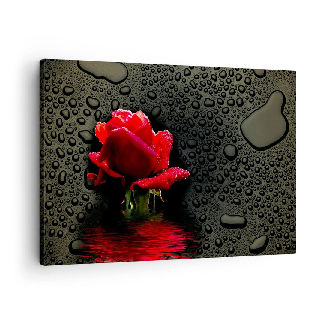 Bilder auf Leinwand Blume rote rose wasser tau Leinwandbild 70x50cm Wandbilder Dekoration Wohnzimmer