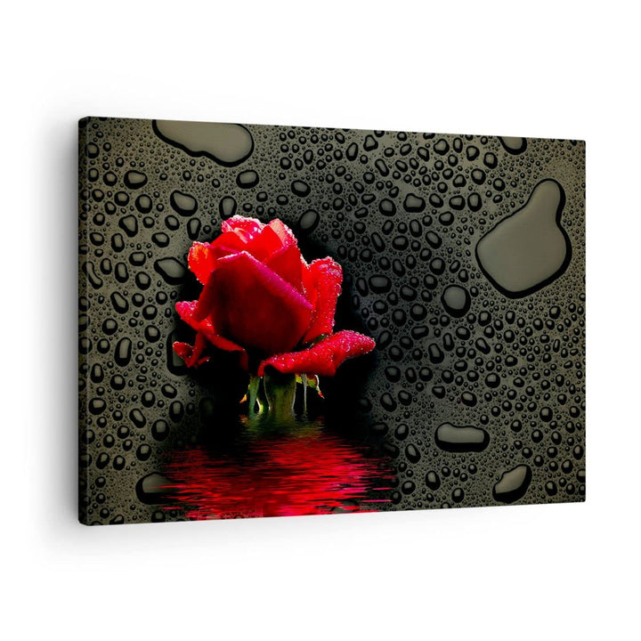Bilder auf Leinwand Blume rote rose wasser tau Leinwandbild 70x50cm Wandbilder Dekoration Wohnzimmer