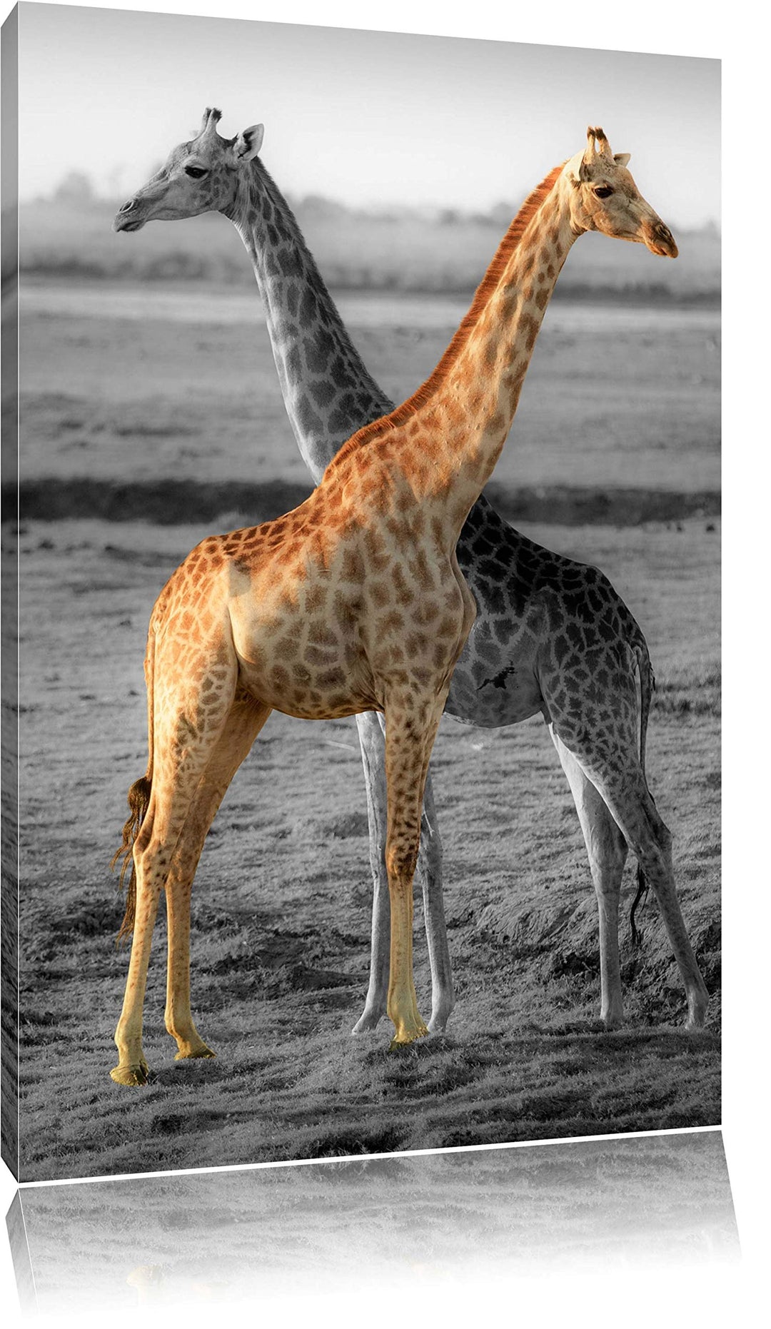 schöne Giraffen in der Steppe schwarz/weiss Format: 100x70 auf Leinwand, XXL riesige Bilder fertig g