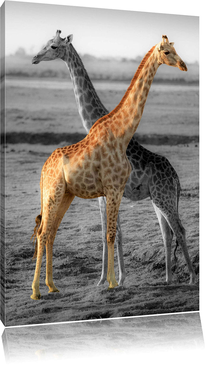 schöne Giraffen in der Steppe schwarz/weiss Format: 100x70 auf Leinwand, XXL riesige Bilder fertig g