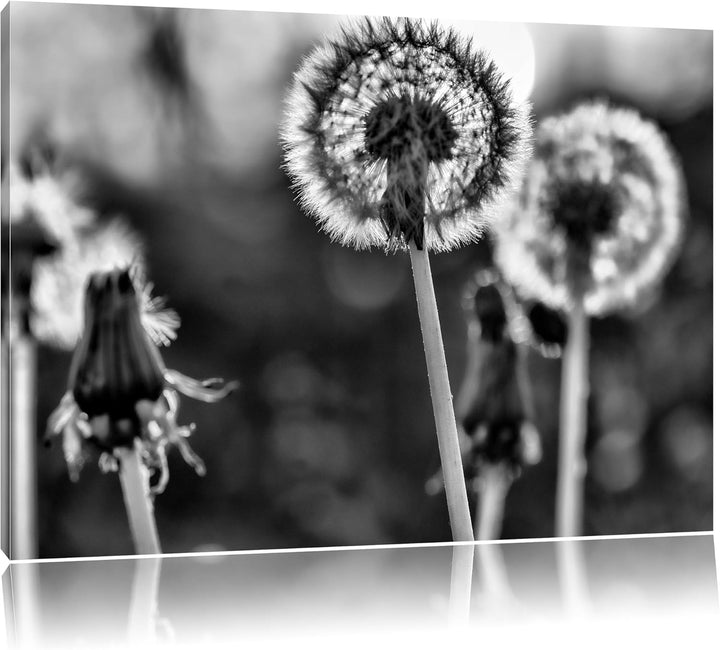 Monocrome, Pusteblume, Format: 100x70 auf Leinwand, XXL riesige Bilder fertig gerahmt mit Keilrahmen