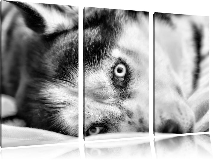 Pixxprint Husky mit Eisblauen Augen im Bett / 3-Teilig/Gesamtmass 120cm Leinwandbild bespannt auf Ho