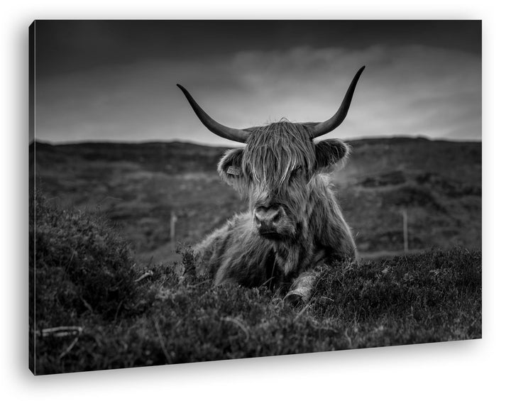 deyoli pelziges Rind auf schottischer Landschaft Effekt: Schwarz/Weiss im Format: 60x40 als Leinwand