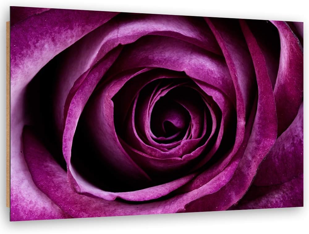 Wanddeko Rose Kunst modern Bilder Pflanze Violett 100x70 cm M14560 100x70 cm, M14560 100x70 cm