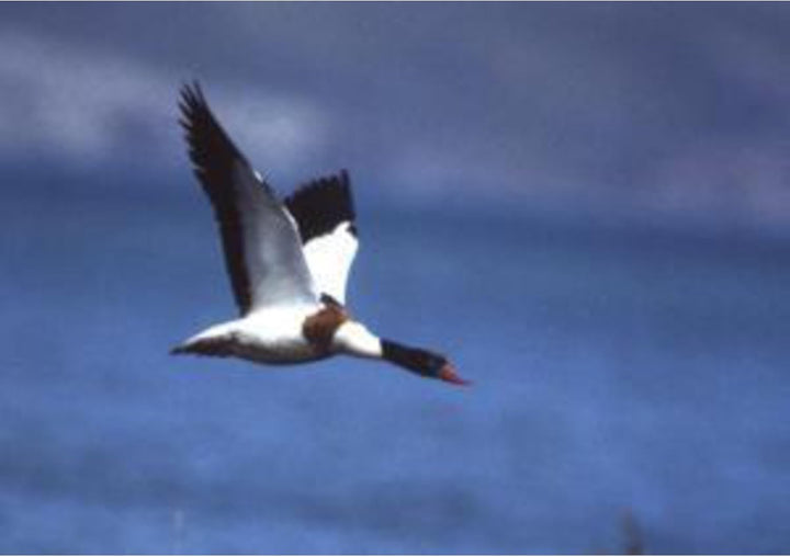 Omegon Fernglas Blackstar 12x42