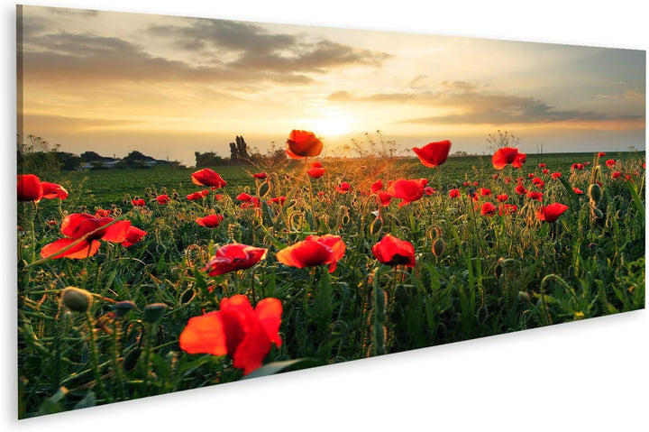 islandburner Bild auf Leinwand Mohnblumen Feldblume Auf Sonnenuntergang Wandbild Poster Kunstdruck B