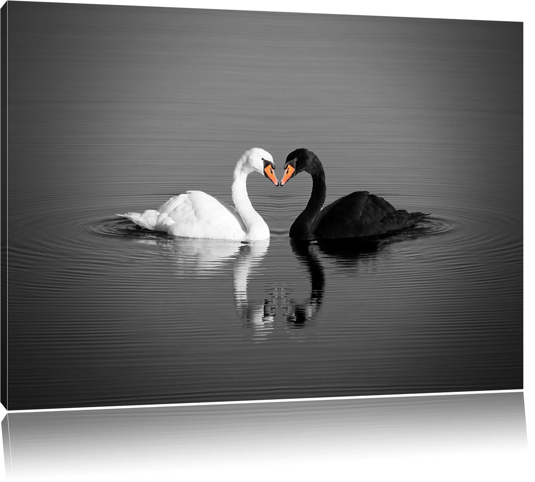 Pixxprint verliebte Schwäne schmusen als Leinwandbild/Grösse: 100x70 / Wandbild/Kunstdruck/fertig be