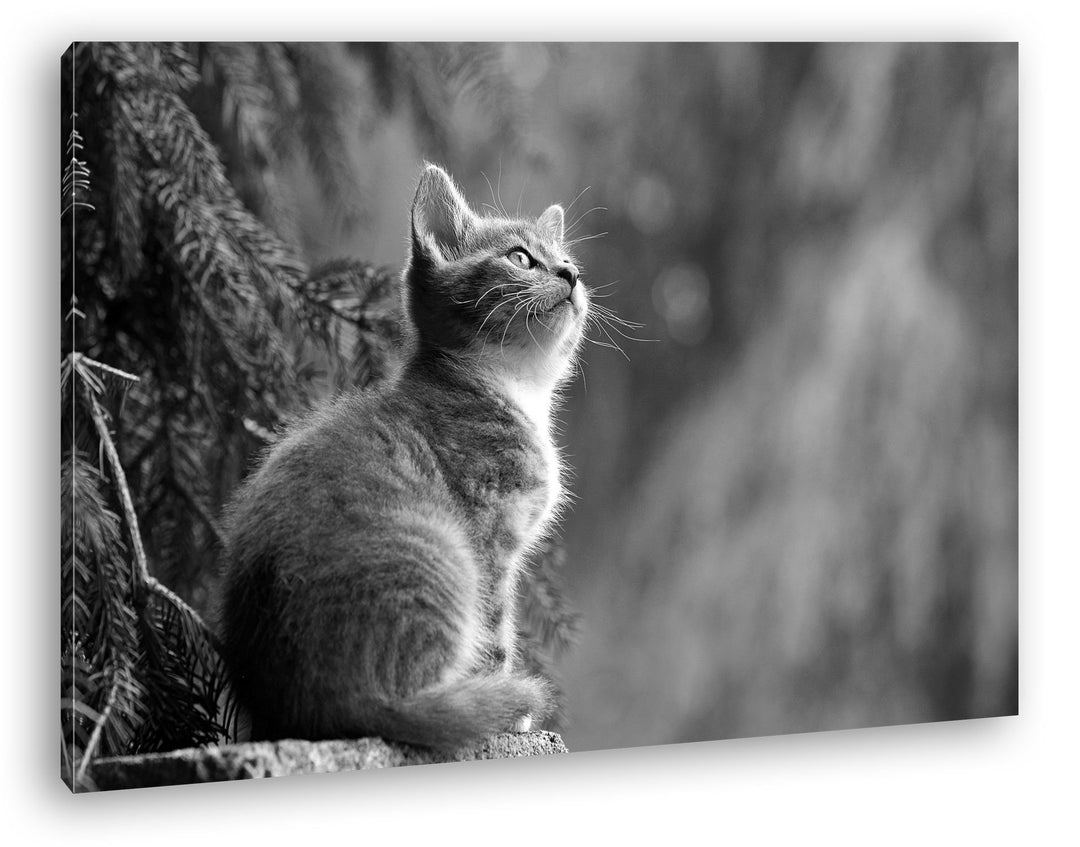 deyoli niedliche Katze Format: 80x60 Effekt: Schwarz/Weiss als Leinwand, Motiv fertig gerahmt auf Ec
