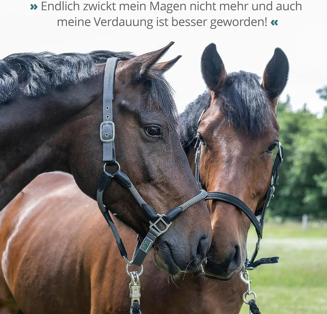 STRÖH Magenruhe Pferd (12kg Feedbox) Magenruhe Pferd (1kg) • Für Pferde Magen, Darm &amp; Verdauung • Mi