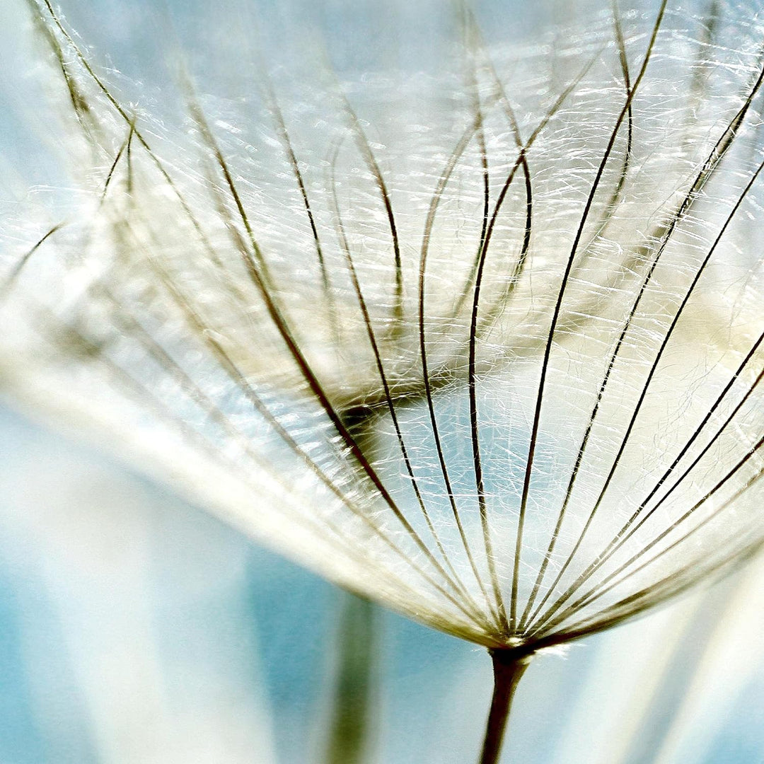 Runa Art Wandbilder Blumen Pusteblume 5 Teilig Bild auf Vlies Leinwand Deko Wohnzimmer Feld Blau 209