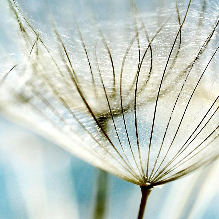 Runa Art Wandbilder Blumen Pusteblume 5 Teilig Bild auf Vlies Leinwand Deko Wohnzimmer Feld Blau 209