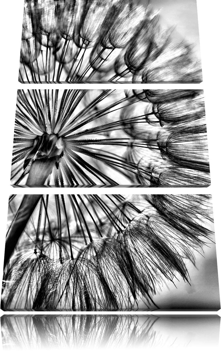 Pixxprint Monocrome, Schöne Pusteblume 3-Teiler Leinwandbild 120x80 Bild auf Leinwand