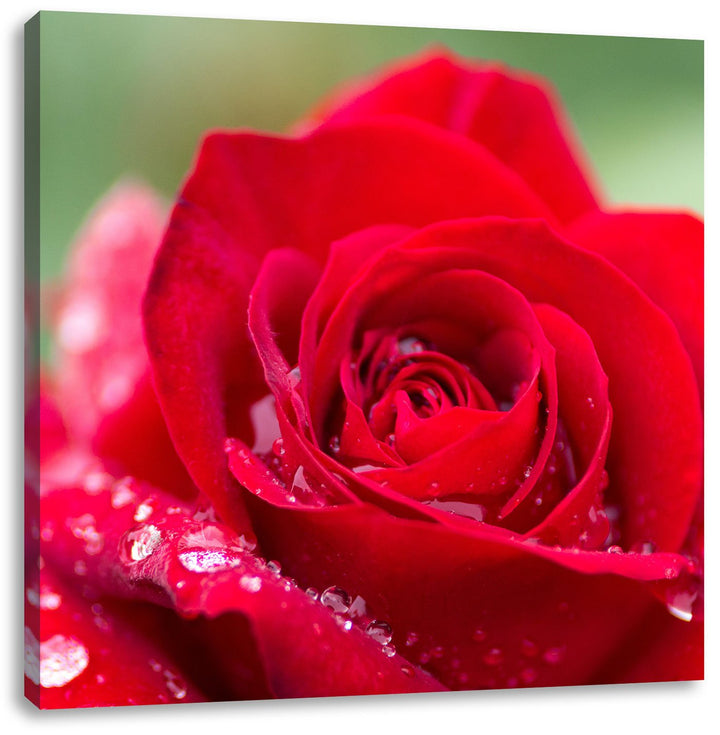Pixxprint Rose mit Wassertropfen als Leinwandbild/Grösse: 70x70 cm/Wandbild/Kunstdruck/fertig bespan