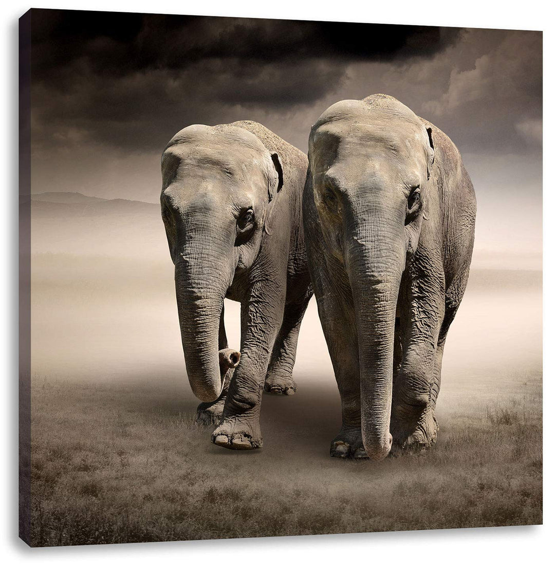 Pixxprint Zwei stolze Elefanten in Steppe als Leinwandbild/Grösse: 70x70 / Wandbild/Kunstdruck/ferti