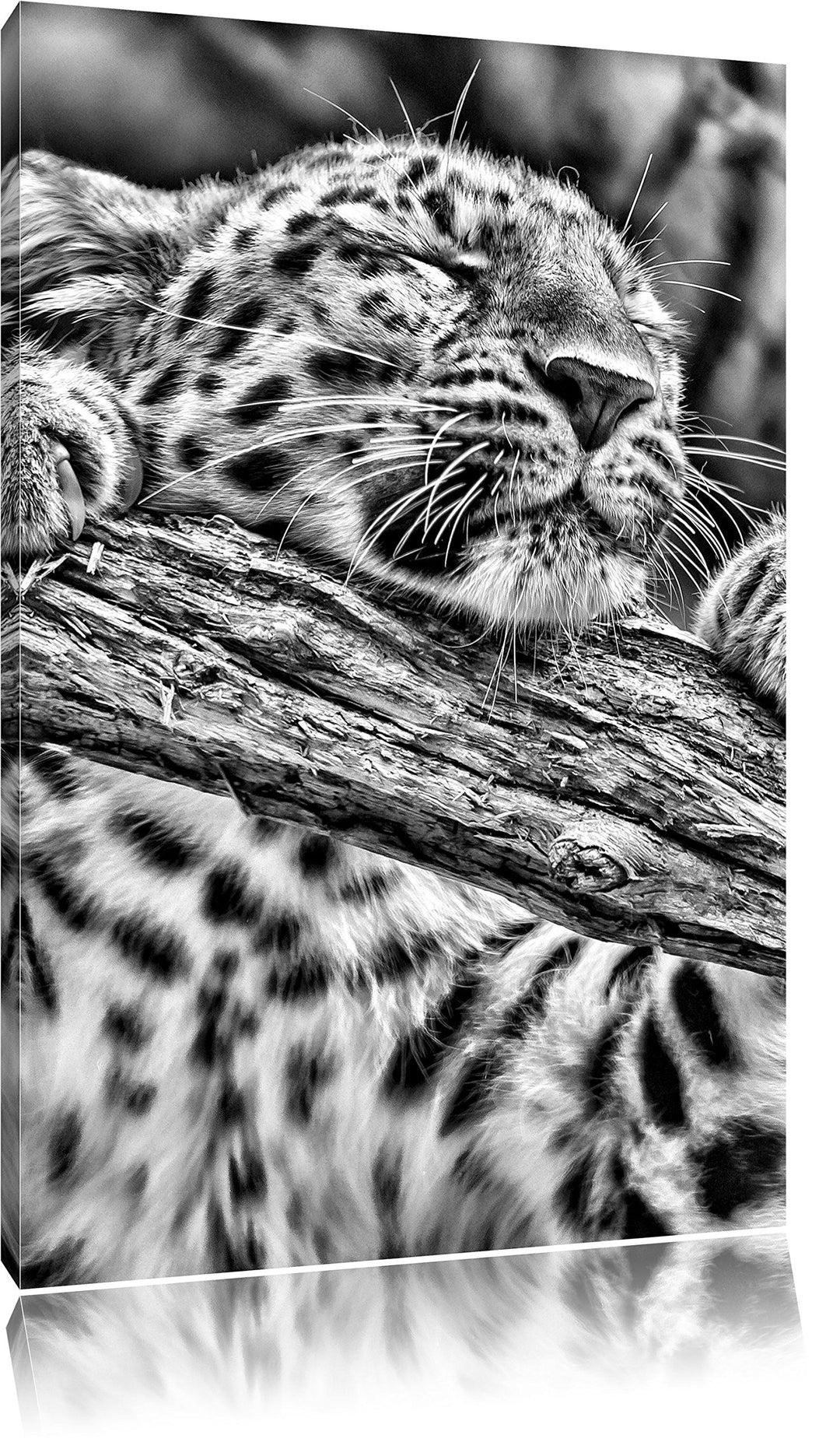Pixxprint verspielter Leopard / 100x70cm Leinwandbild bespannt auf Holzrahmen/Wandbild Kunstdruck De