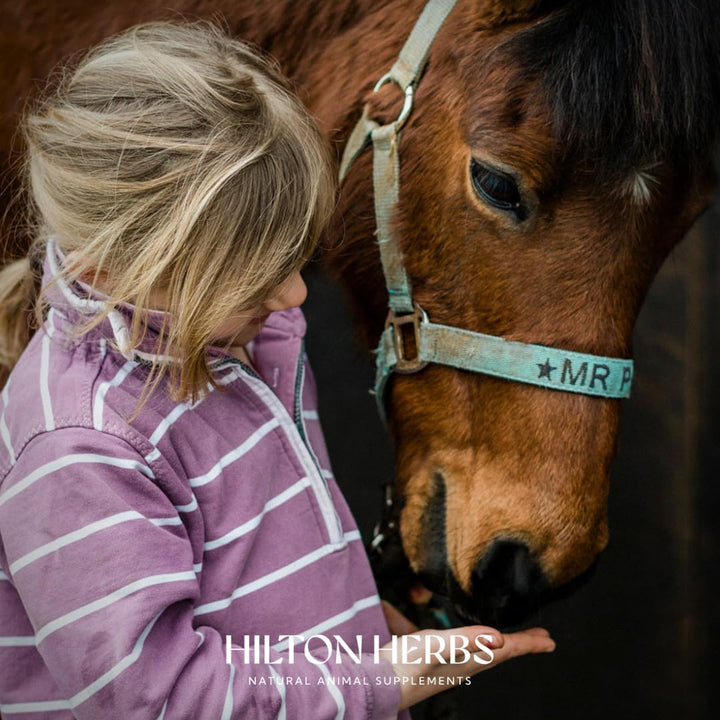 Hilton Herbs 0630447611004 Cush X Gold for Horses - 1 l 1 litre, 1 litre