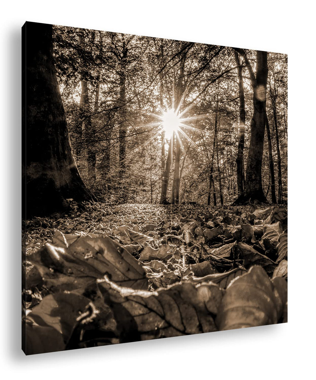 sonniger Tag im Wald Effekt: Sepia, Format: 60x60 als Leinwandbild, Motiv fertig gerahmt auf Echthol