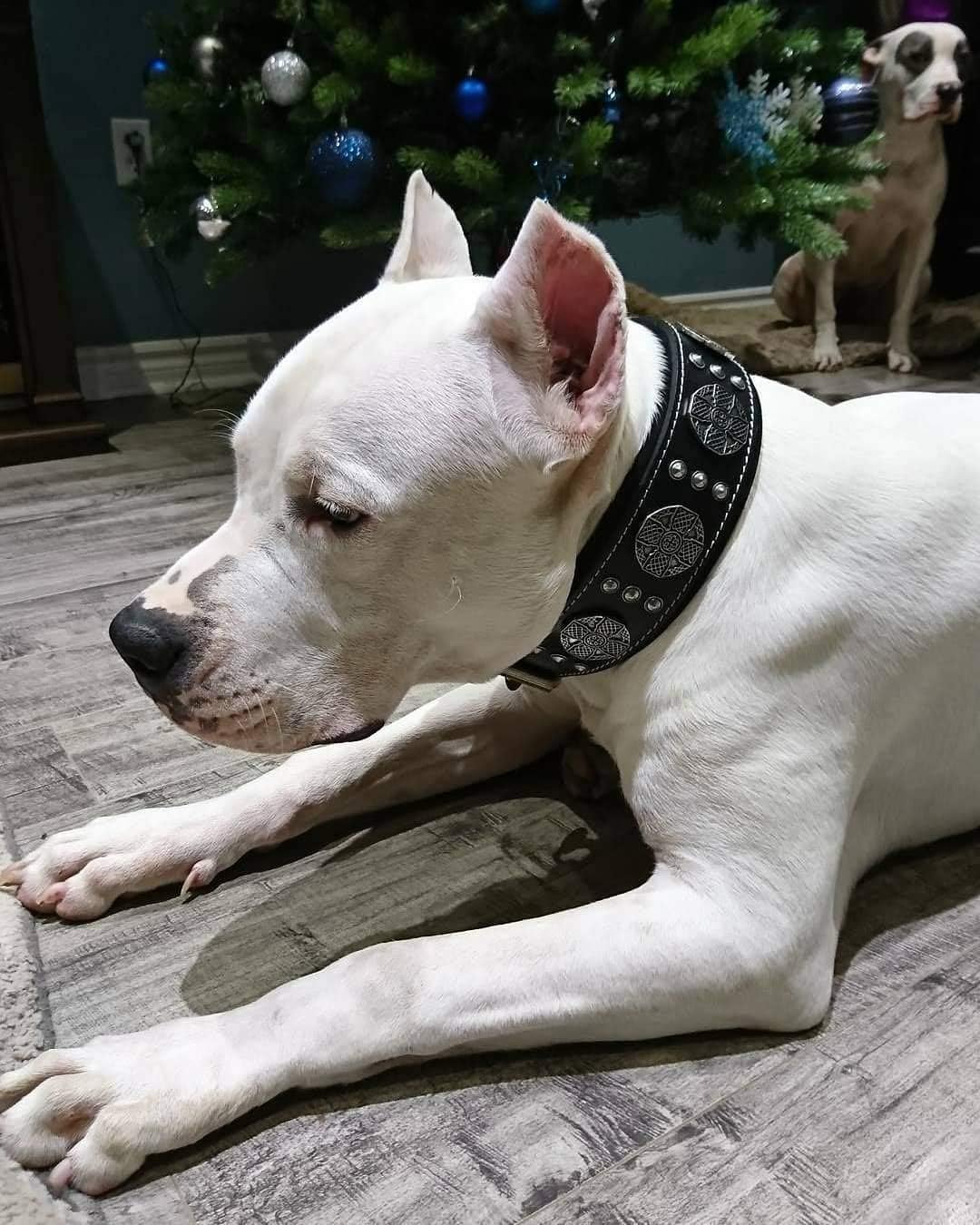 Bestia Maximus Echtleder Hundehalsband für grosse Hunde 100% Leder XXL- 65 bis 75 cm Halsumfang Schw