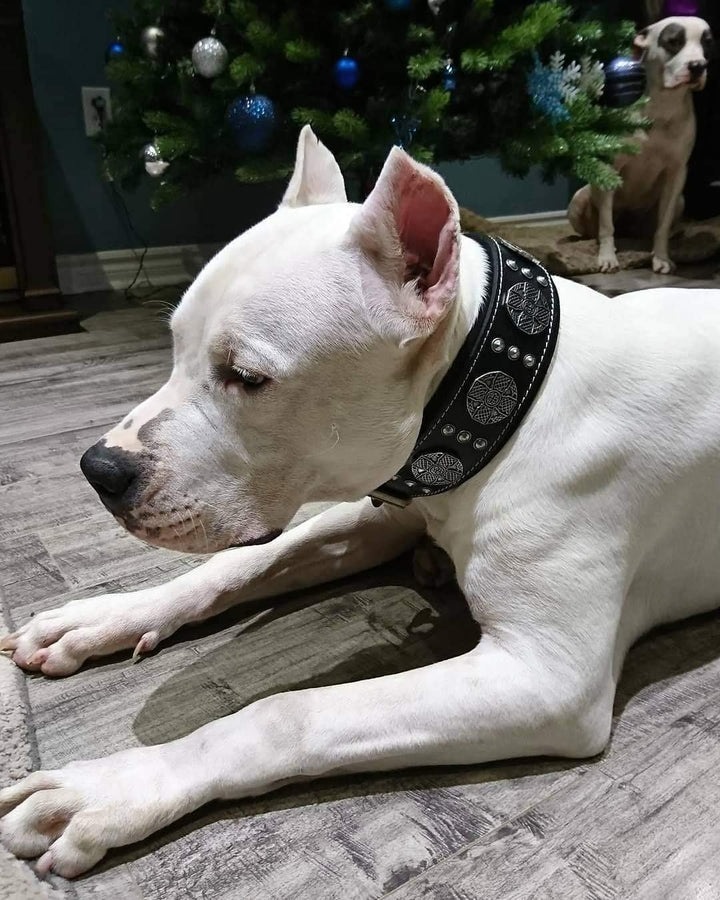 Bestia Maximus Echtleder Hundehalsband für grosse Hunde 100% Leder XXL- 65 bis 75 cm Halsumfang Schw