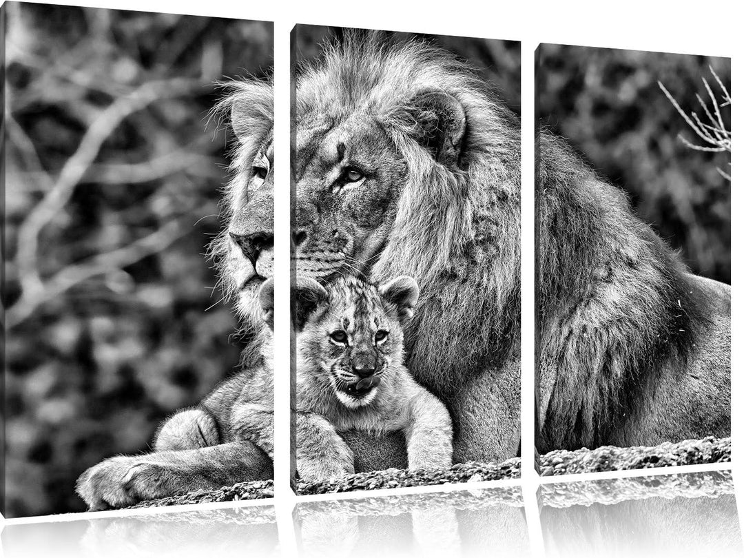 Pixxprint Lieber Löwe mit Jungtier als Leinwandbild/Grösse: 3 Teilig (120x80) cm/Wandbild/Kunstdruck