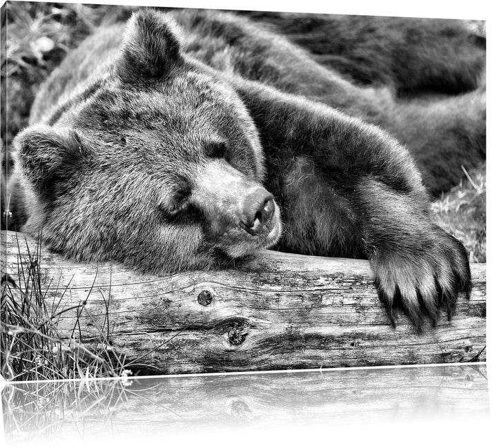 Pixxprint Bär schläft auf Baumstamm / 100x70cm Leinwandbild bespannt auf Holzrahmen/Wandbild Kunstdr