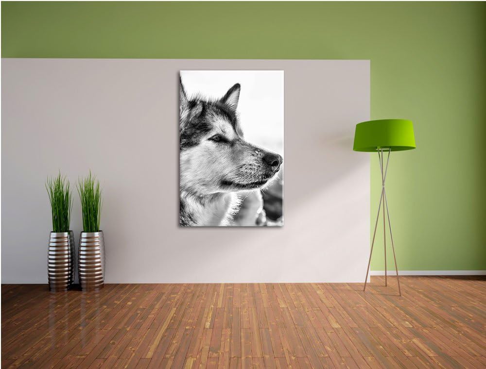 Pixxprint Husky im Schnee als Leinwandbild/Grösse: 100x70 cm/Wandbild/Kunstdruck/fertig bespannt, 10