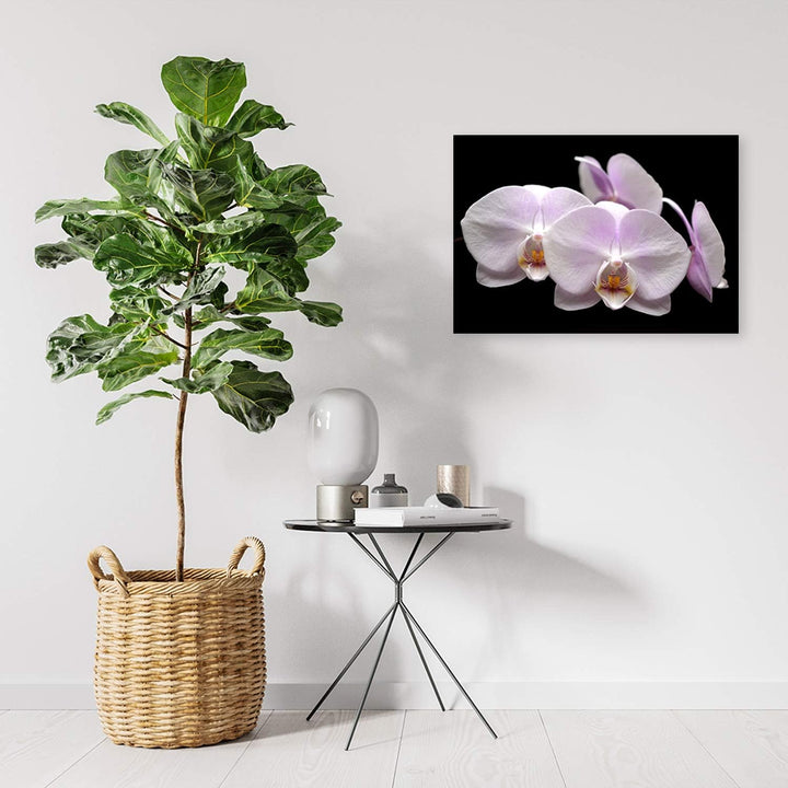Feeby Wandbild Orchidee Druckbild Leinwandbild für Schlafzimmer Weiss 100x70 cm Leinwandbild 100x70