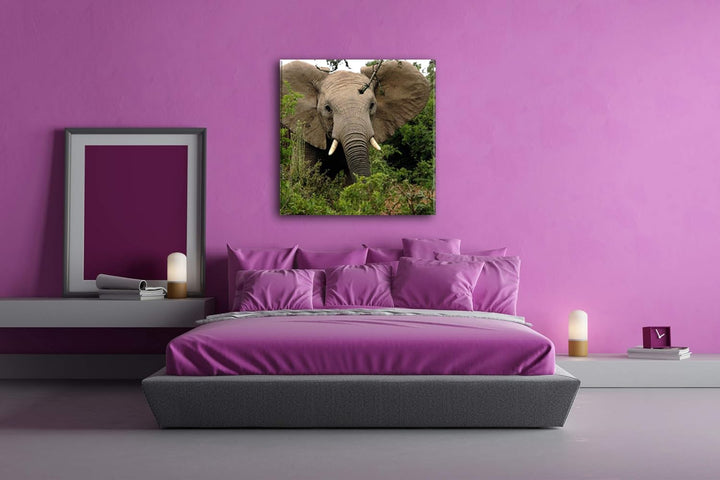 Afrikanischer Elefant in der Natur im Format: 70x70 als Leinwandbild, Motiv fertig gerahmt auf Echth